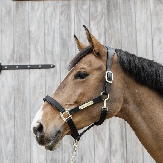 Kentucky Anatomic Nylon Headcollar Black