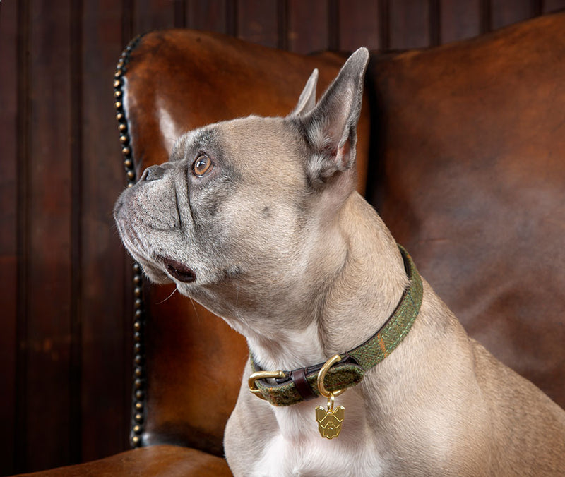 Digby & Fox Tweed Dog Collar - Nags Essentials