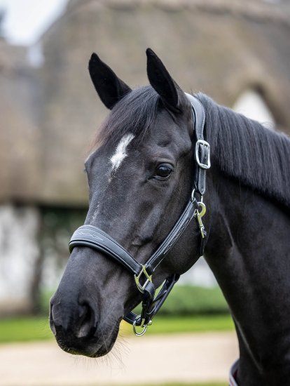 LeMieux Leather Stitch Headcollar