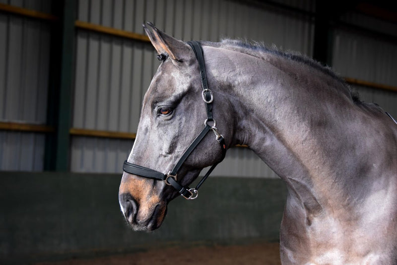 John Whitaker Ready To Ride Headcollar - Nags Essentials