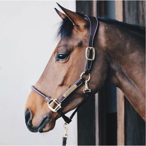 Kentucky Anatomic Replacement Head Piece