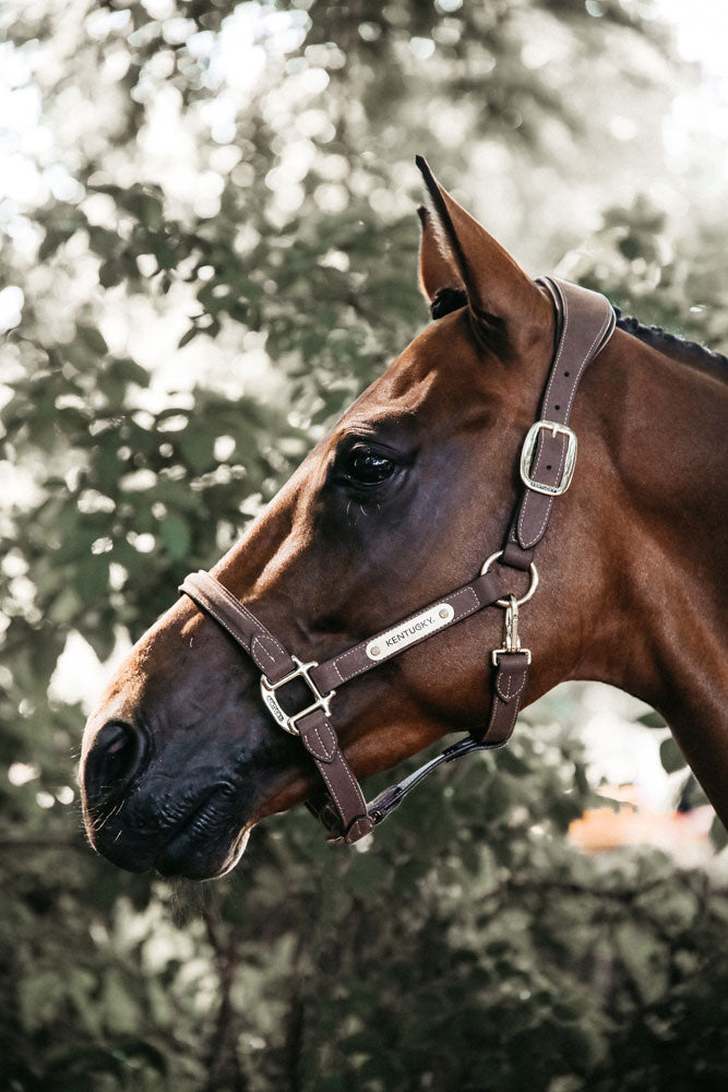 Kentucky Anatomic Suede Head Collar