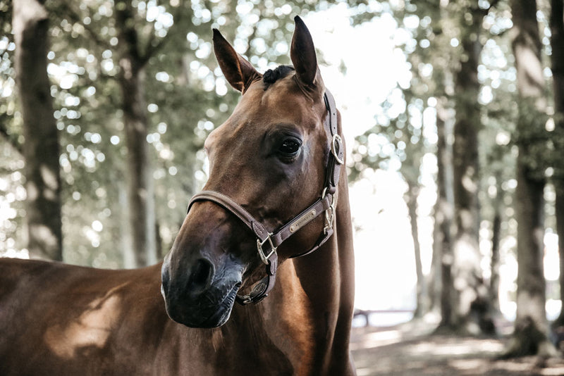 Kentucky Anatomic Suede Head Collar