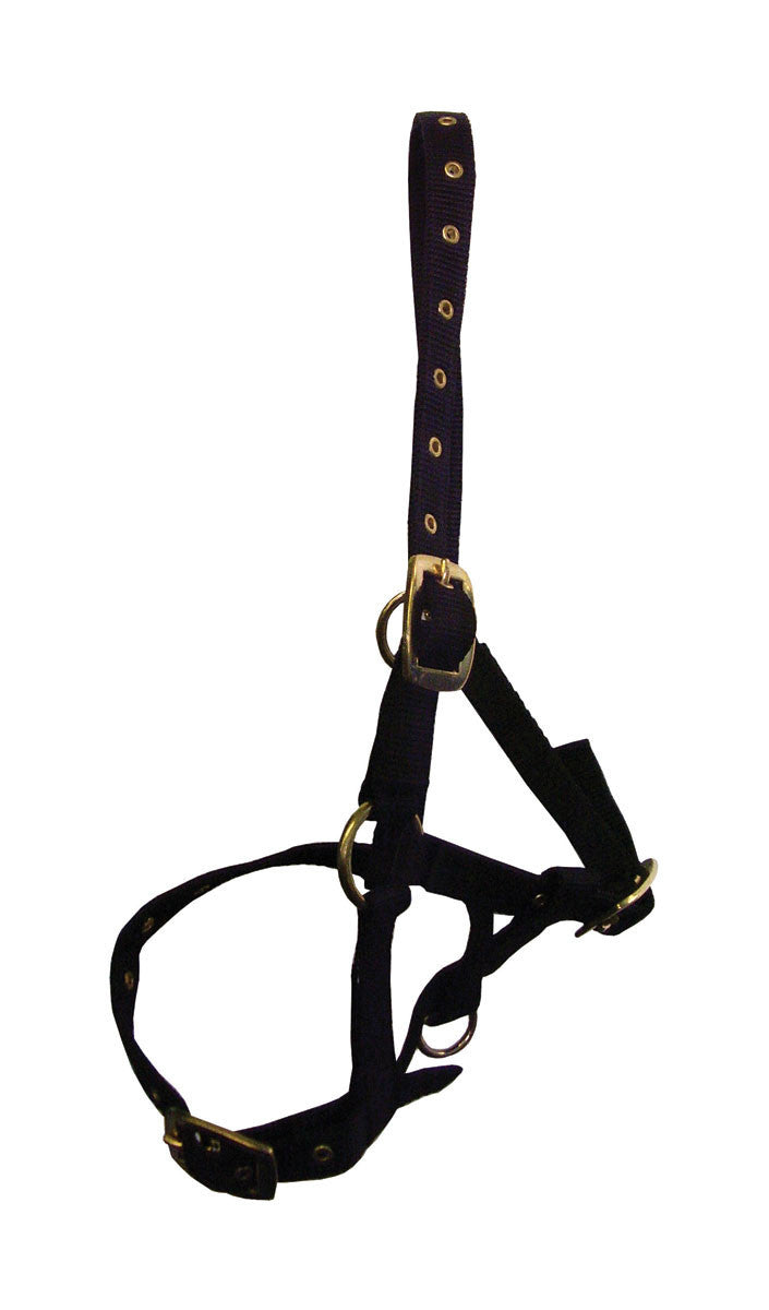 Hy Foal Head Collar - Nags Essentials