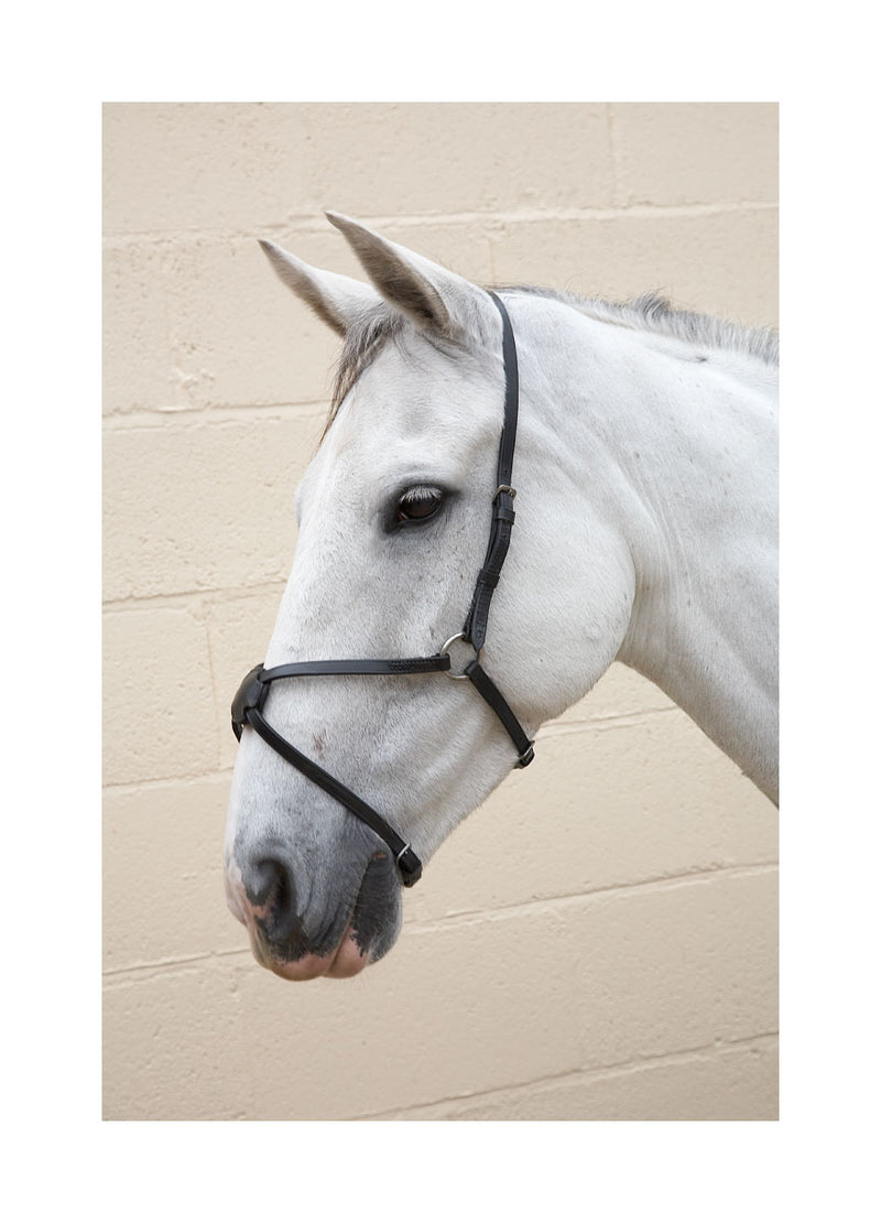 Hy Mexican Grackle Nose Band - Nags Essentials