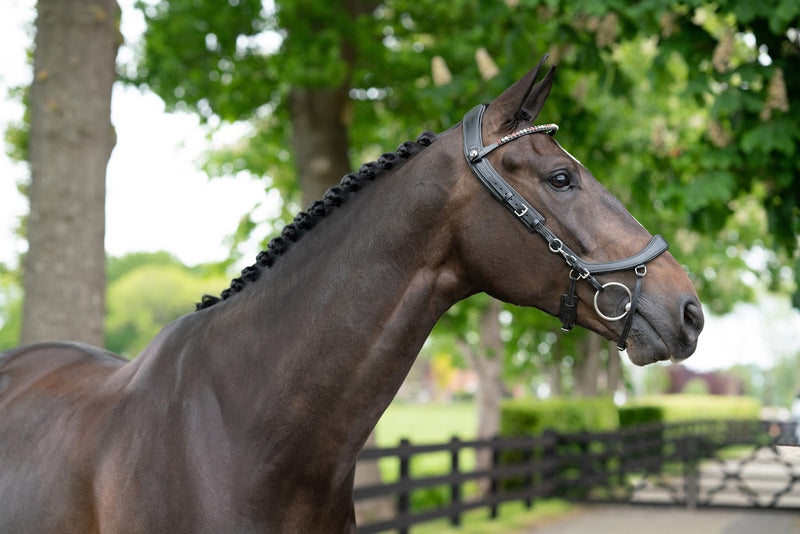 PresTeq FaySport Anatomical Bridle - Nags Essentials