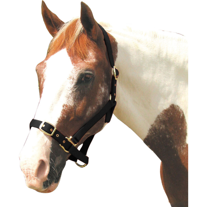 Roma Adjustable Headcollar - Nags Essentials