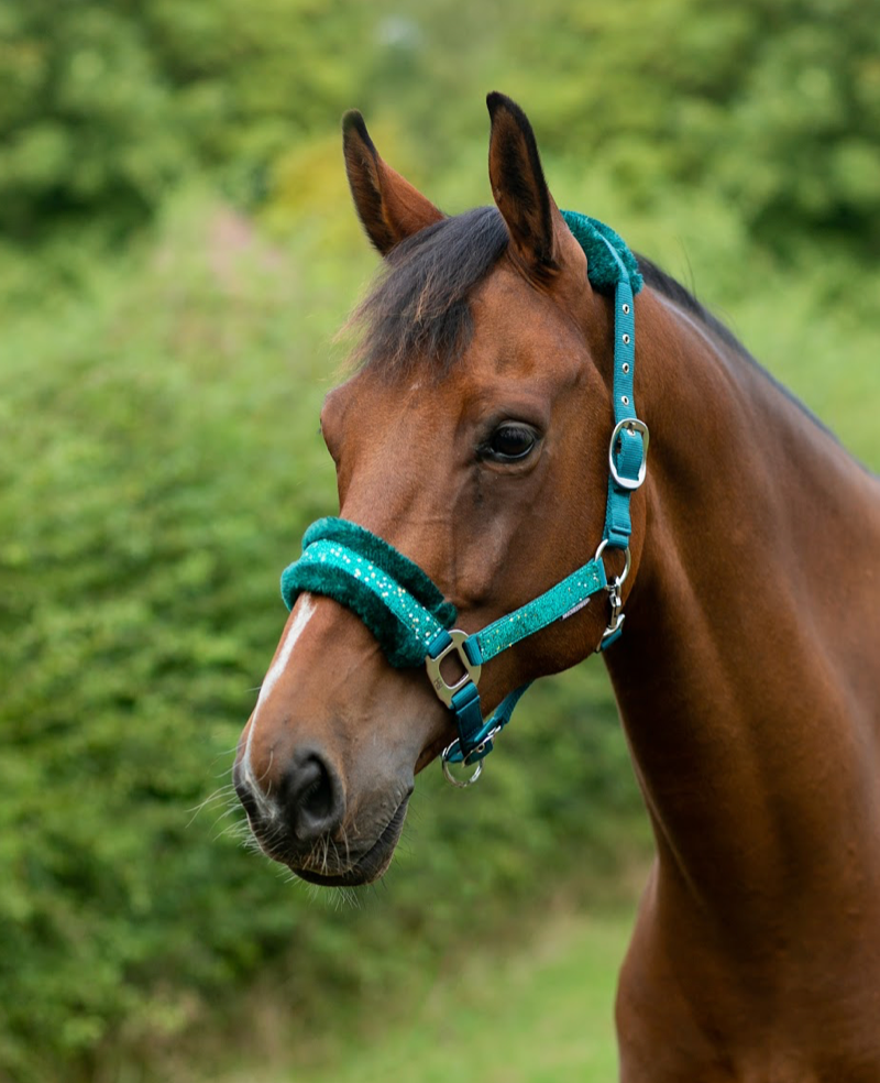 Hy Dazzle Head Collar