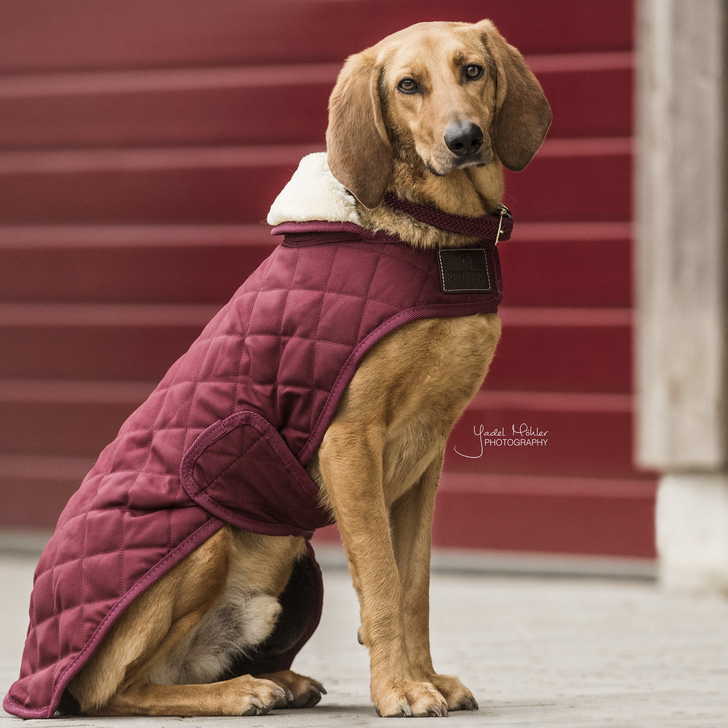 Kentucky Dog Coat- Bordeaux