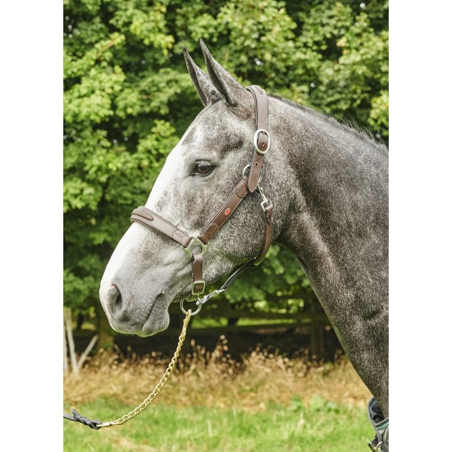 Chicago Perforated Leather Headcollar - Nags Essentials