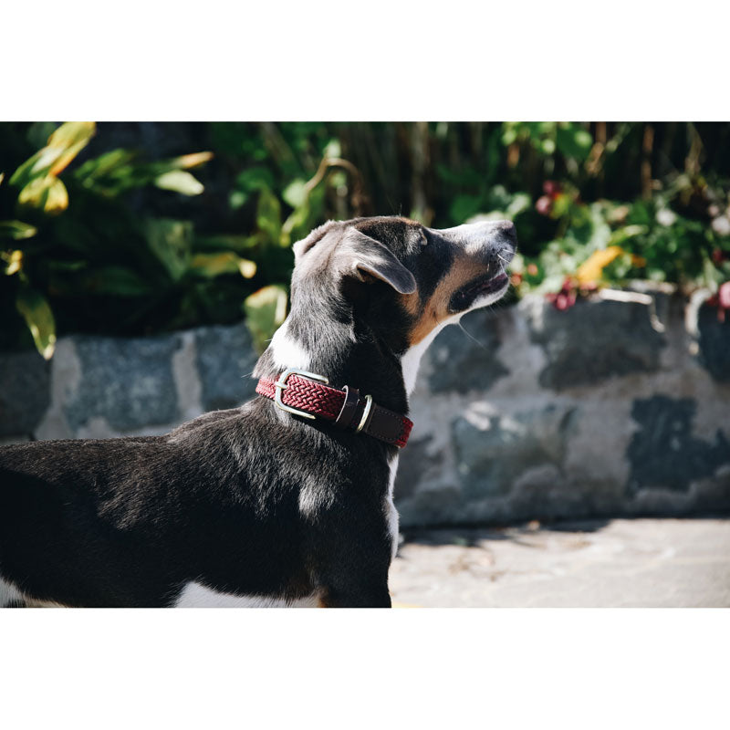 Kentucky Plaited Nylon Dog Collar