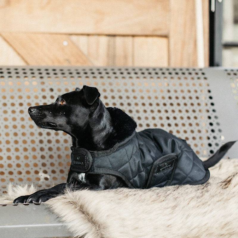Kentucky Dog Coat- Black