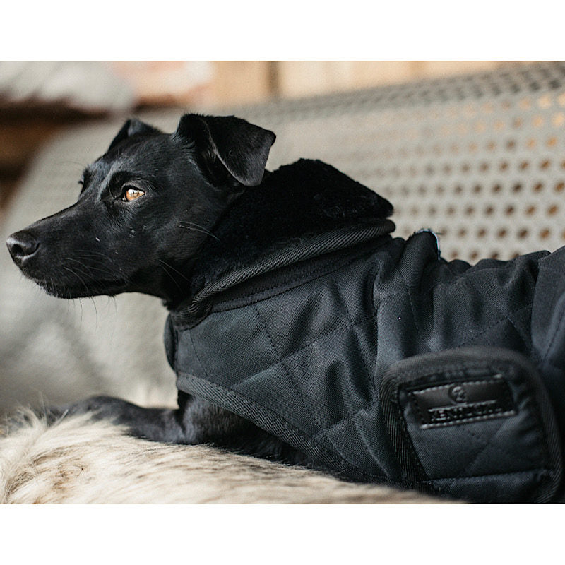 Kentucky Dog Coat- Black
