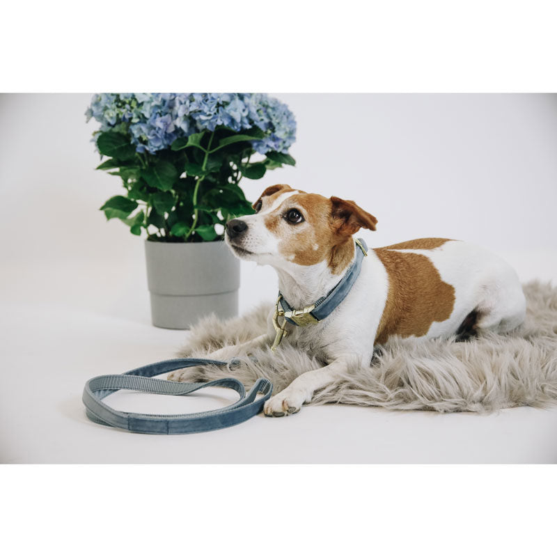 Kentucky Velvet Dog Lead