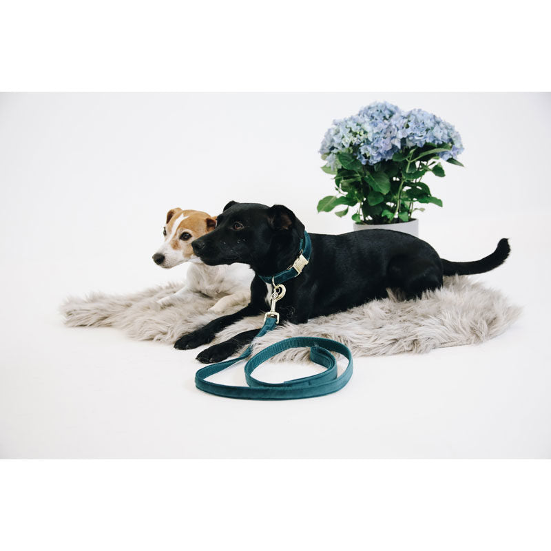 Kentucky Velvet Dog Lead