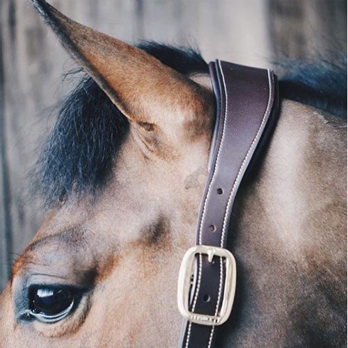 Kentucky Horsewear Anatomic Leather Head Collar - Nags Essentials