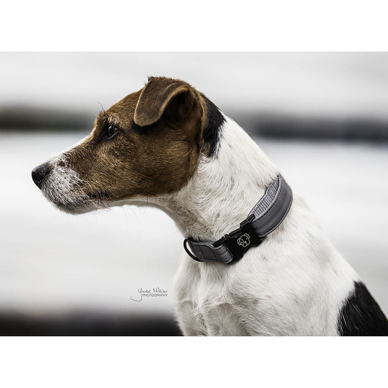 Kentucky Reflective Dog Collar