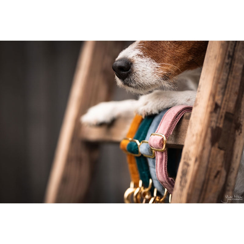 Kentucky Velvet Dog Collars