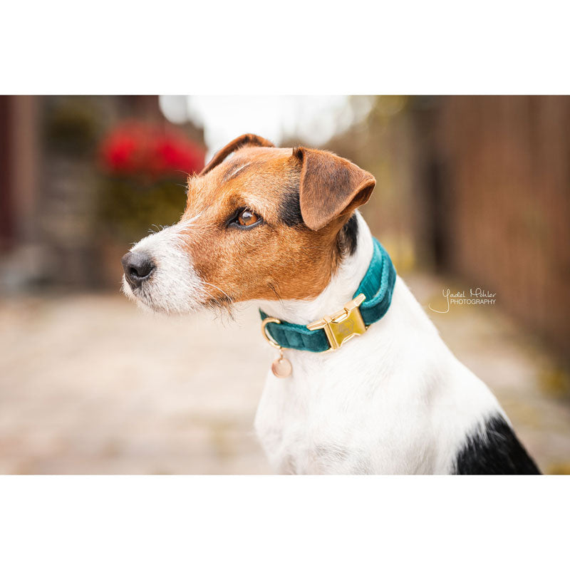 Kentucky Velvet Dog Collars