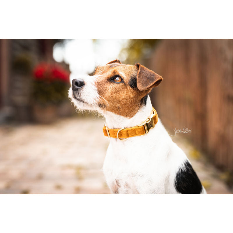 Kentucky Velvet Dog Collars