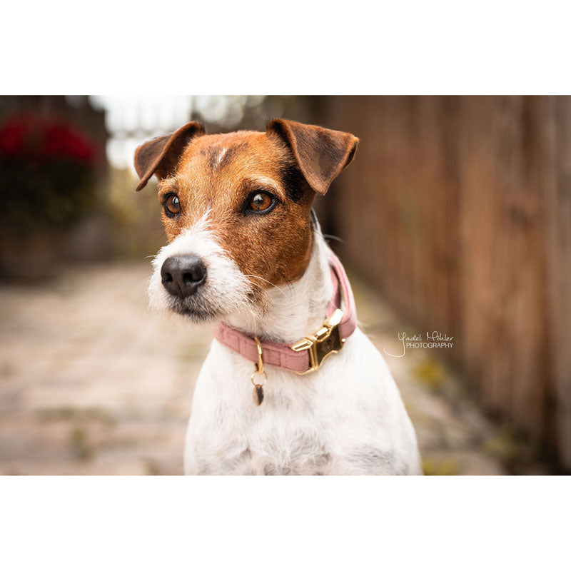 Kentucky Velvet Dog Collars