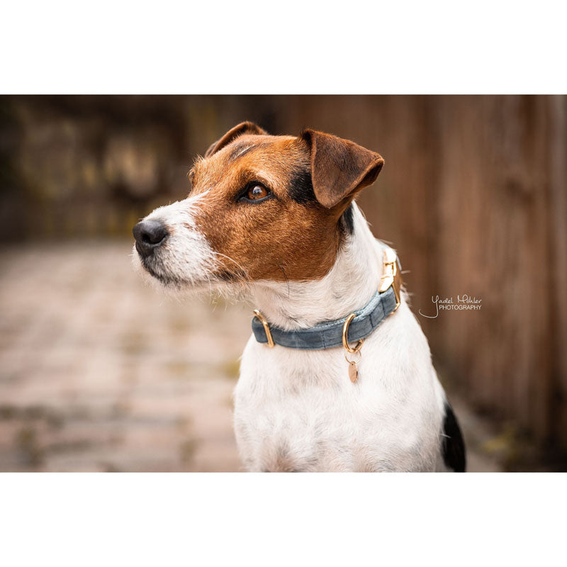 Kentucky Velvet Dog Collars